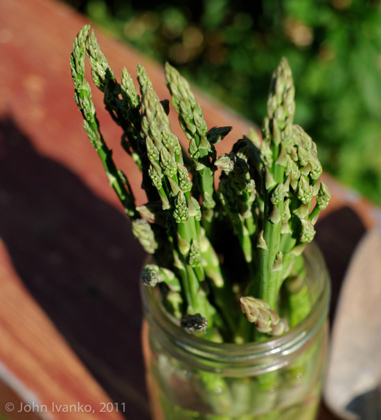 asparagus in jar